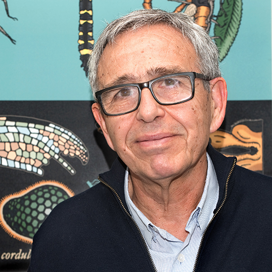 Professor Ginés Morata FRS